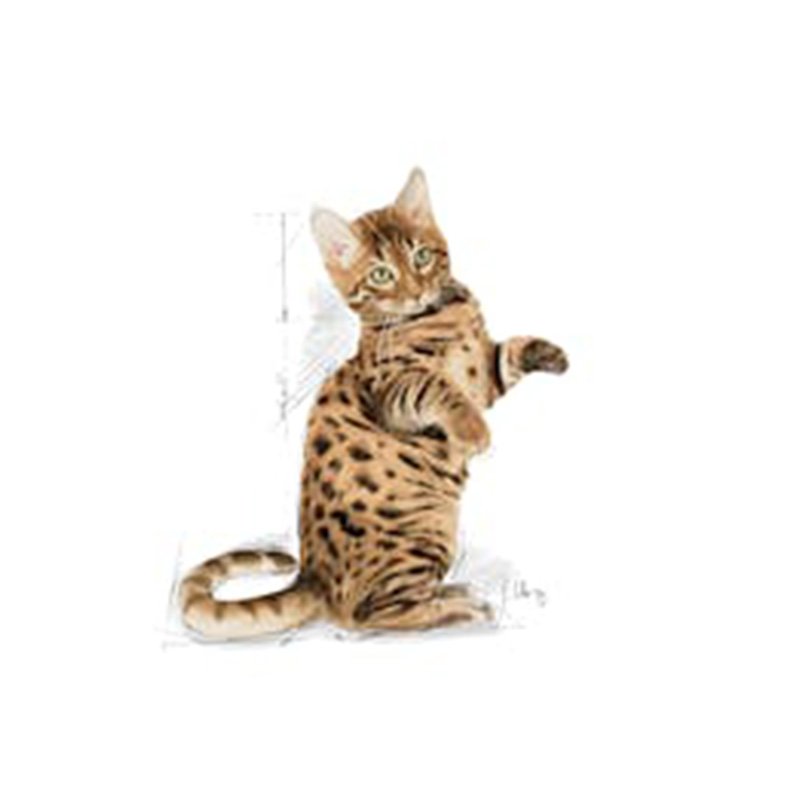 Royal Canin Sterilised Jelly Cat Food 85 g x 12 Best Price in Abu Dhabi